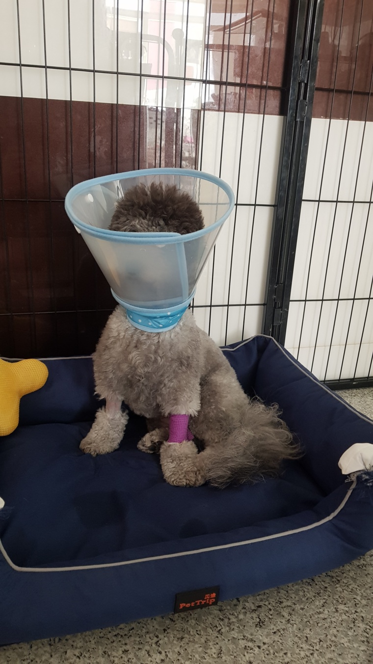 Planning your dog’s sterilisation Pawjourr Blog