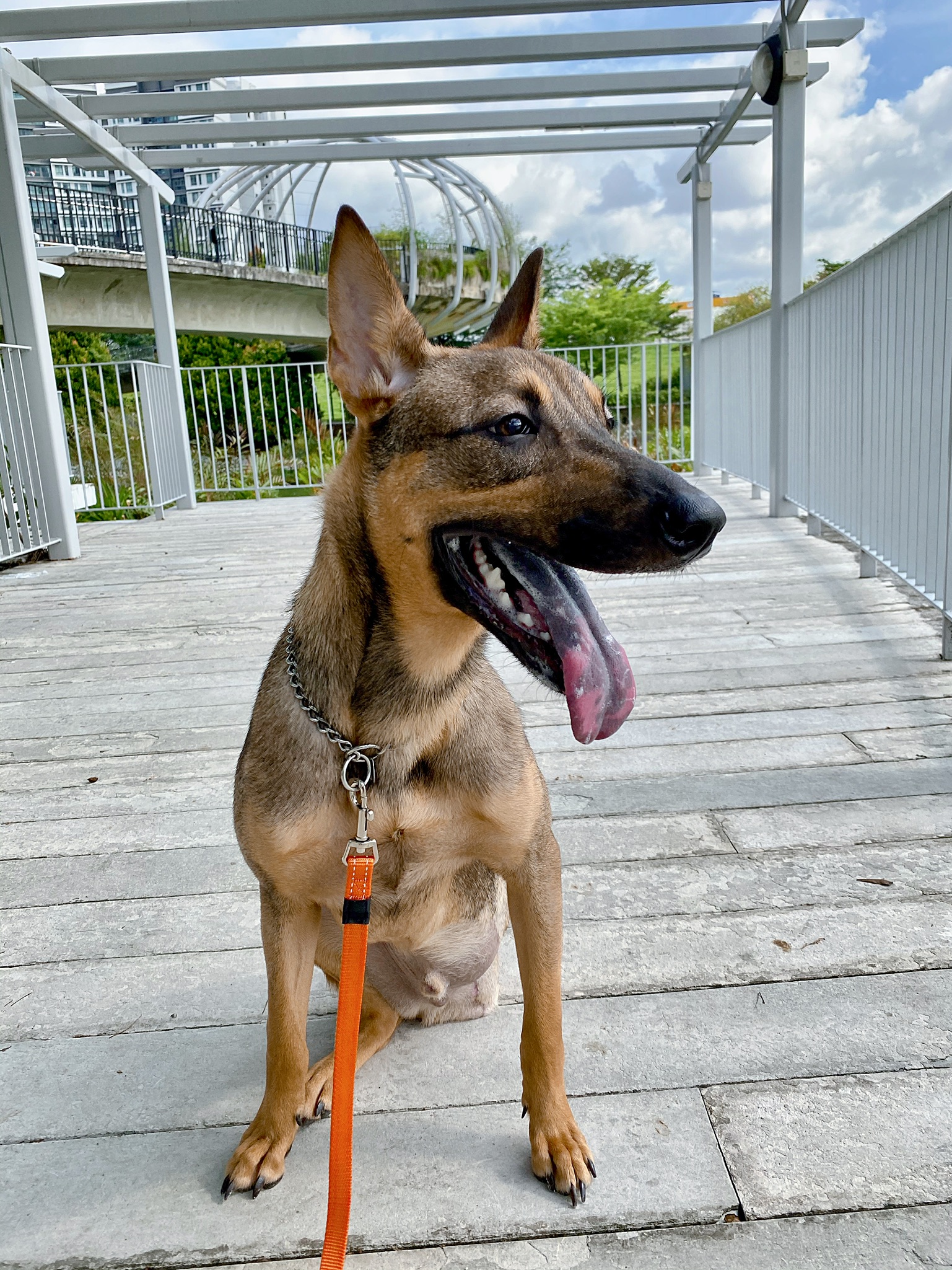 Caring for a Tripod Dog! Pawjourr Blog