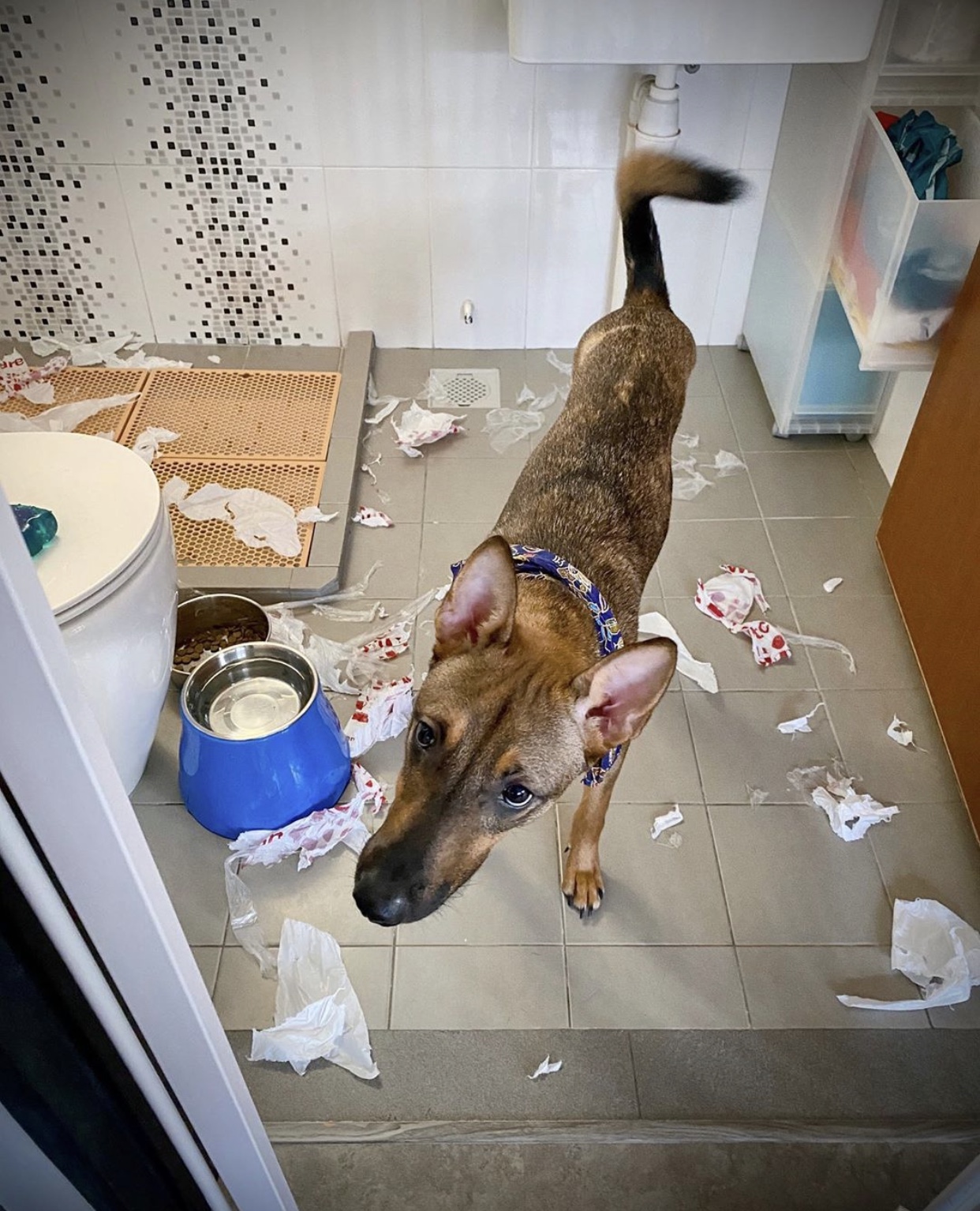 What is crate training and why it is important? Pawjourr Blog