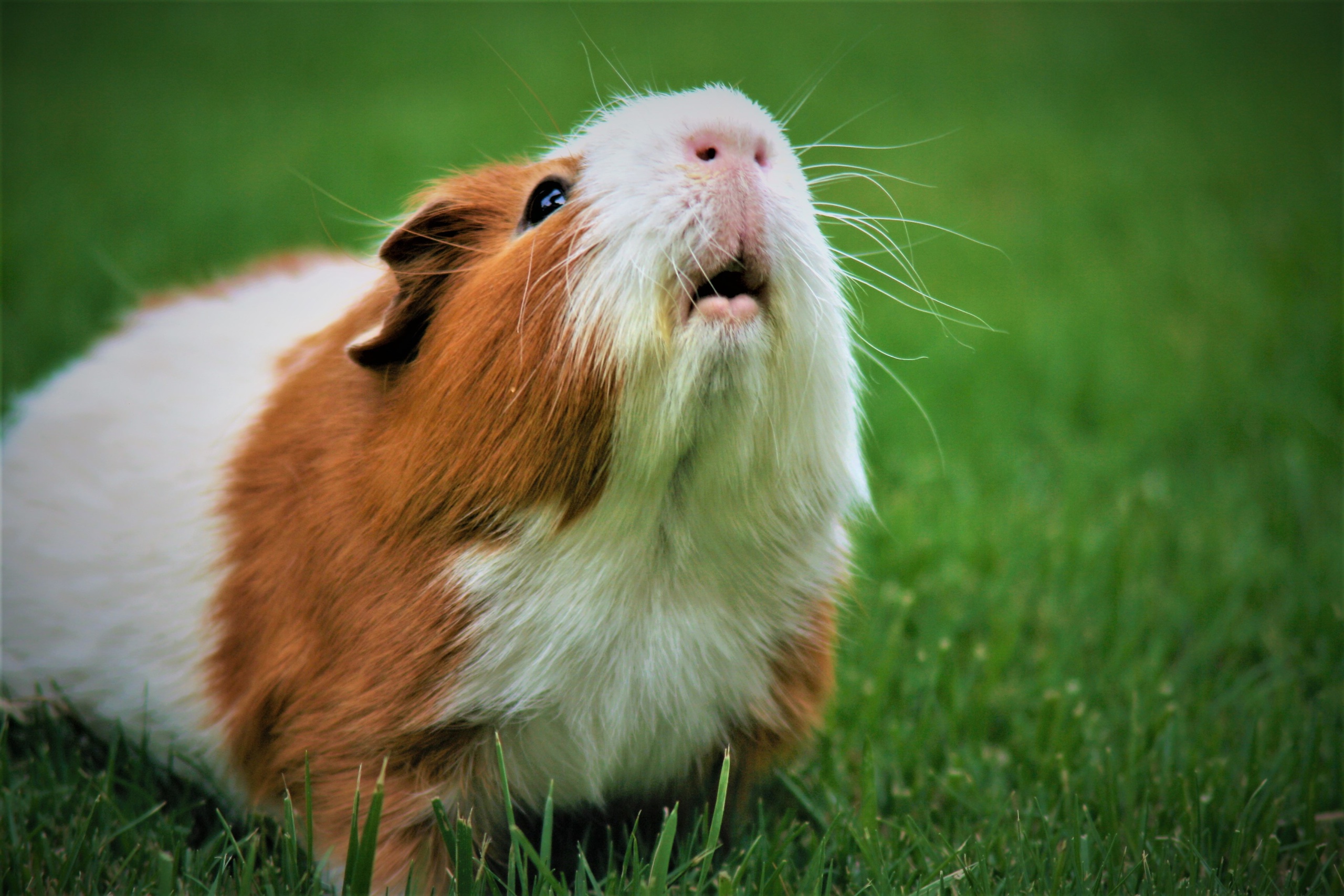 Everything You Need to Know About Guinea Pigs in Singapore — Part 1/6 ...