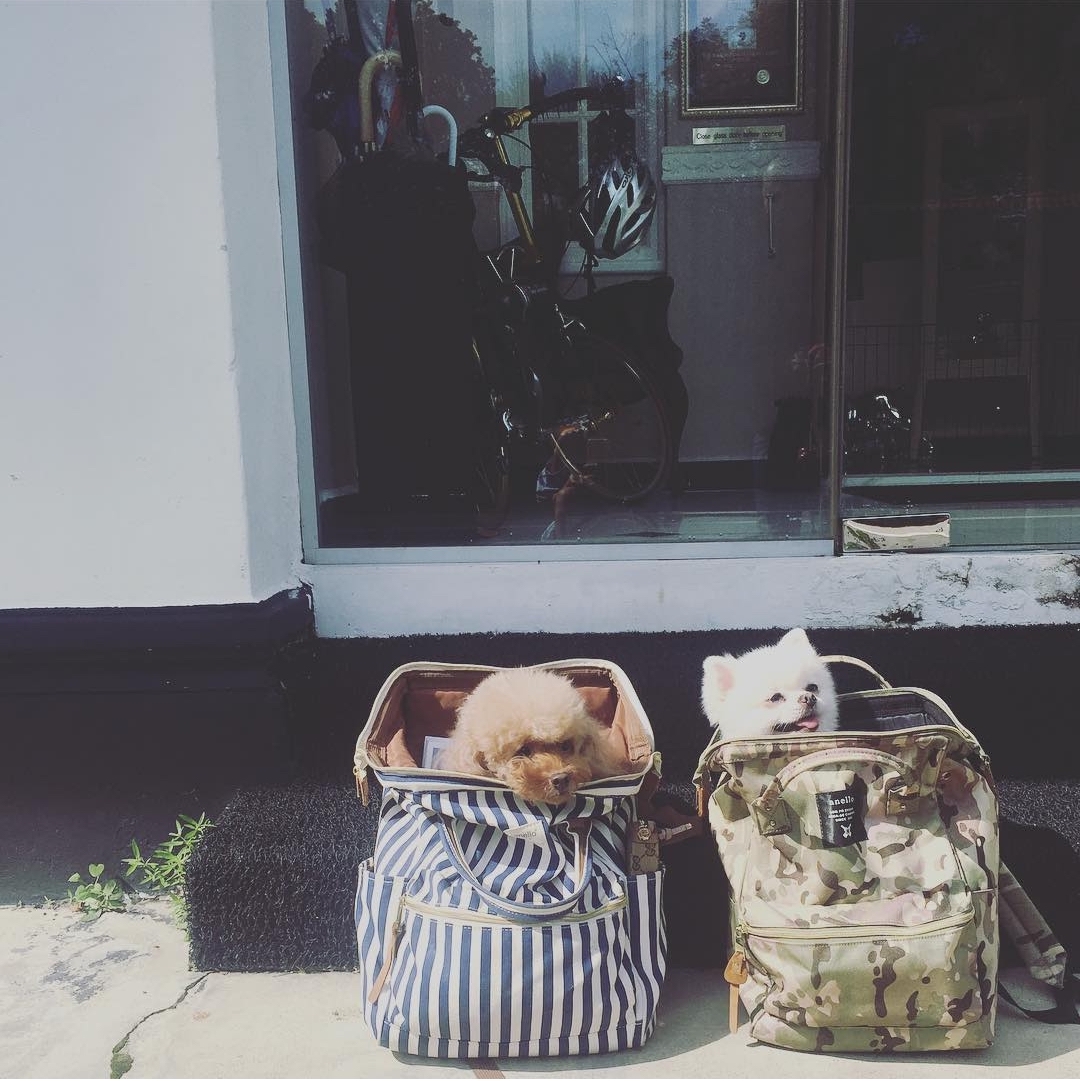 Flying with a Dog/Cat in Cargo as Checked Baggage | Pawjourr Blog