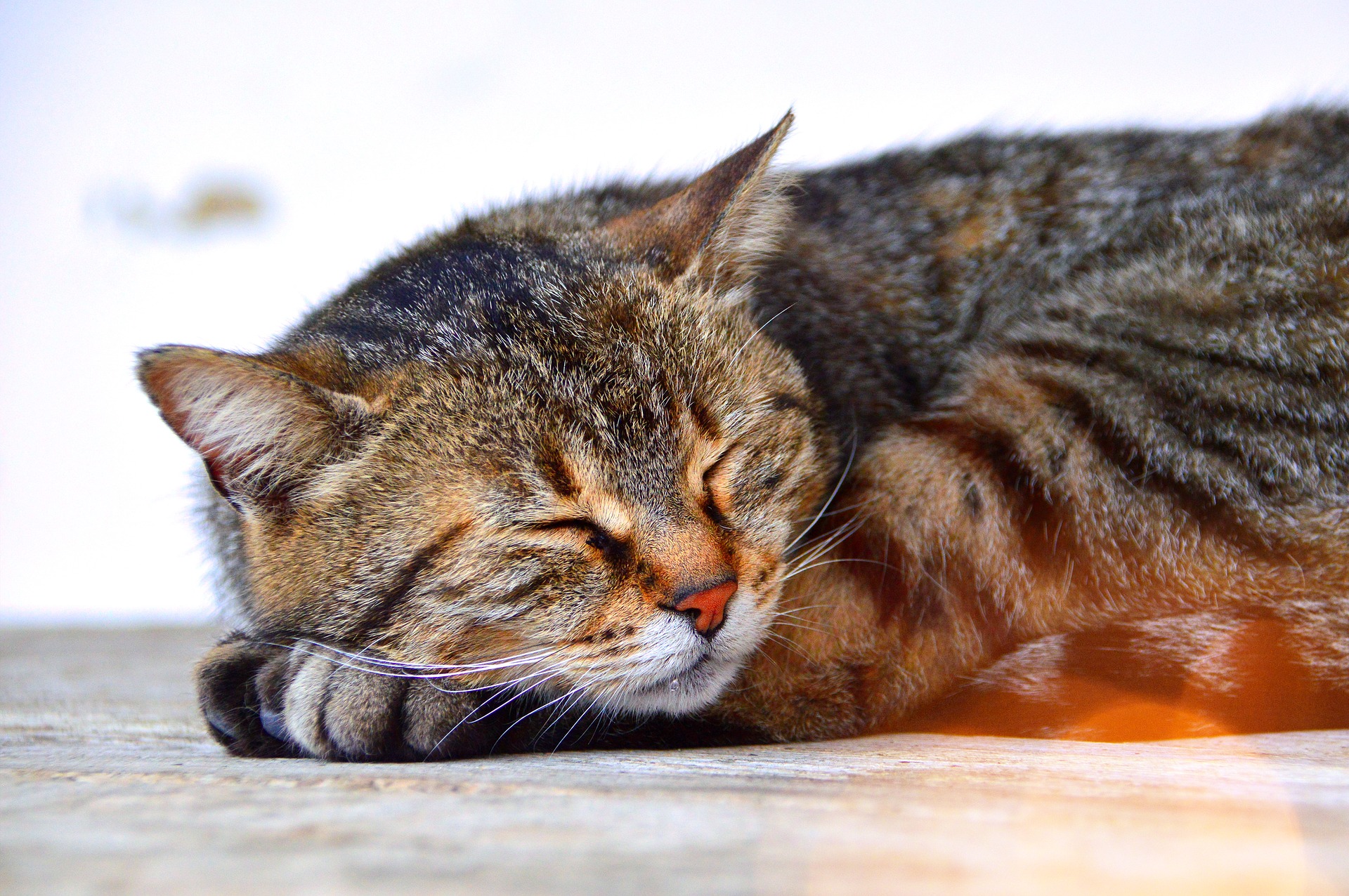 7 Signs That Your Cat Is in Pain | Pawjourr Blog