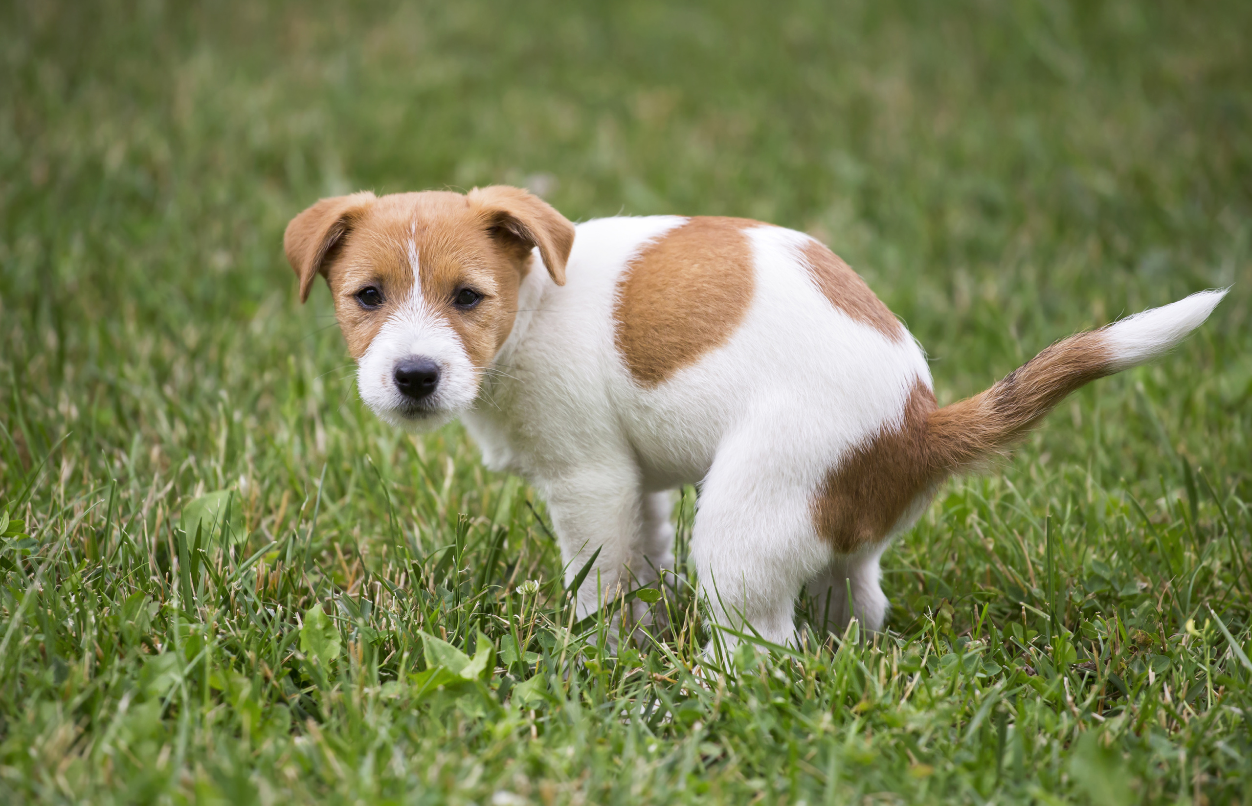 How to Train Your Puppy to Go on Potty Pads Pawjourr Blog