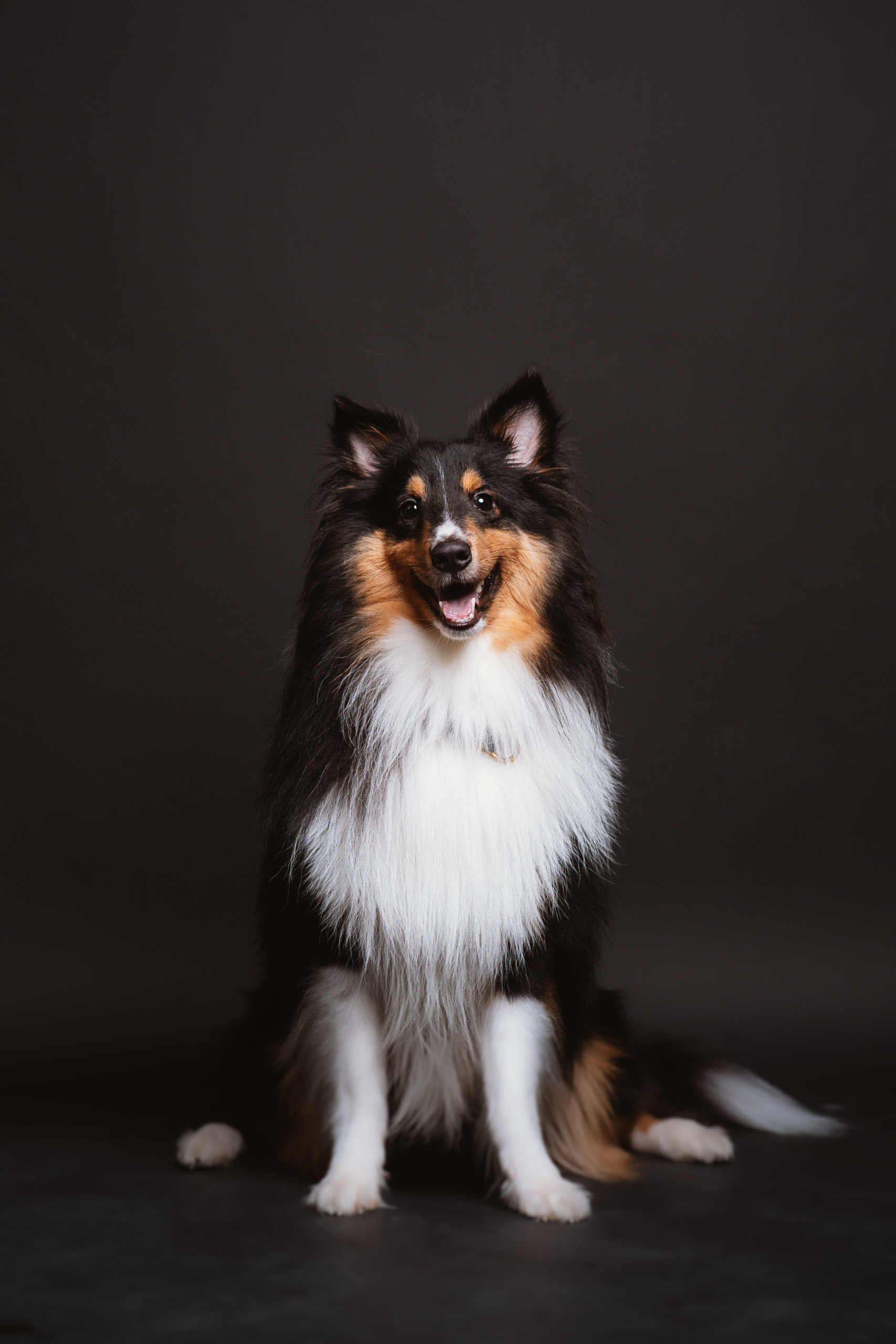 A Cryptorchid Dog’s Neutering Journey Pawjourr Blog