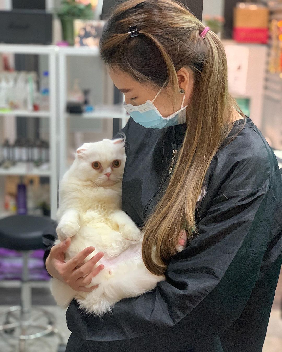 Your Guide to Grooming an Aggressive Cat Pawjourr Blog