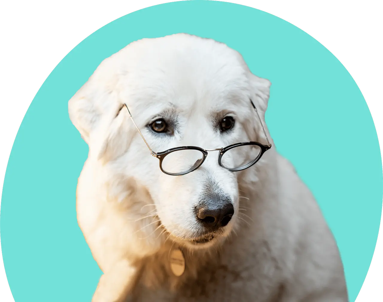Pawjourr