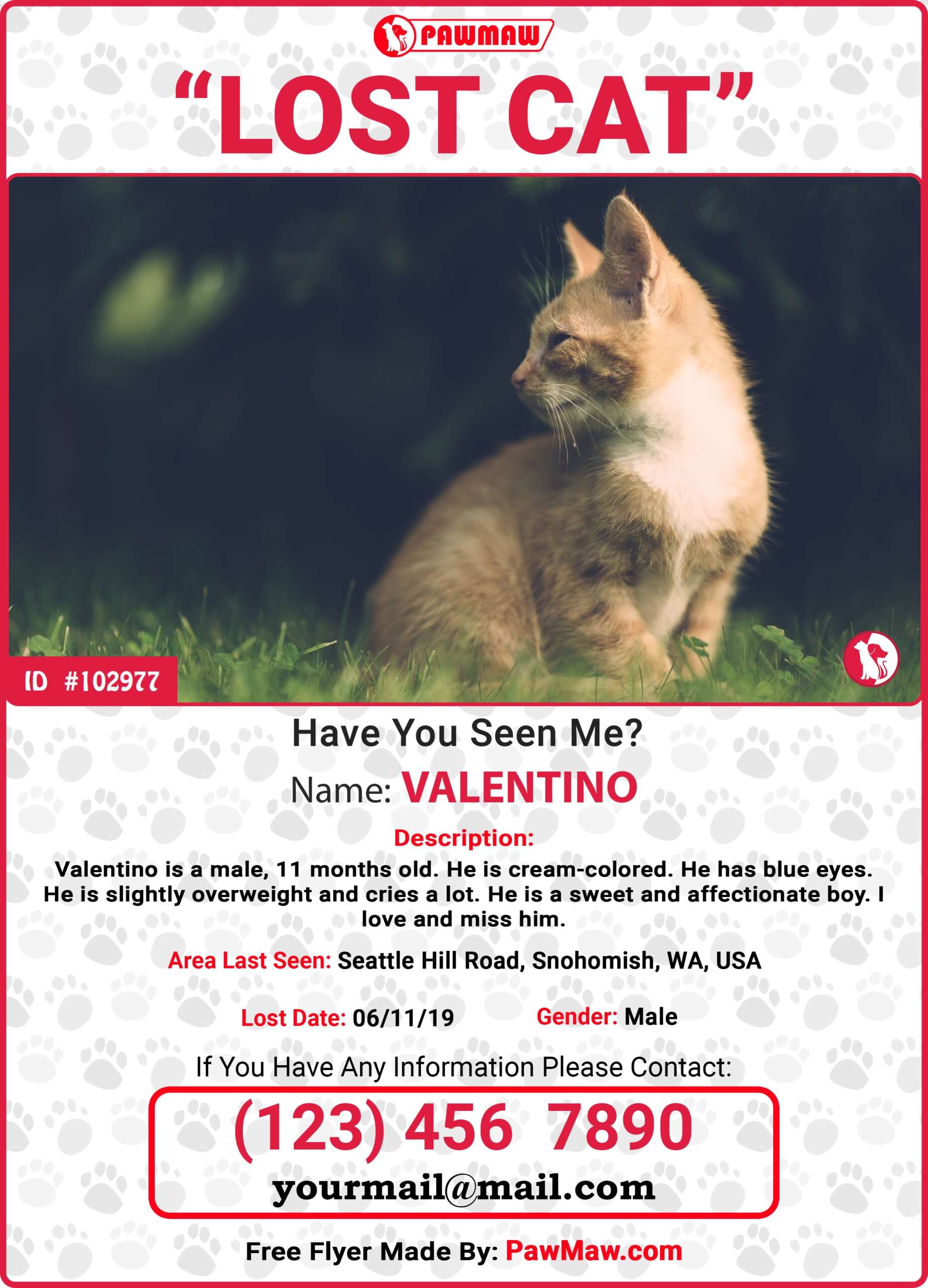 How To Find Your Lost Cat Pawjourr Blog
