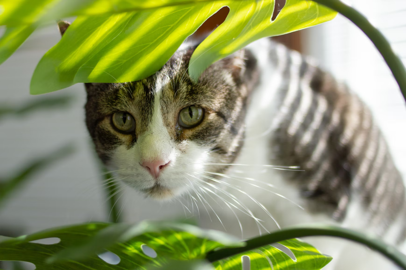 How to Safely Have Plants and Pets