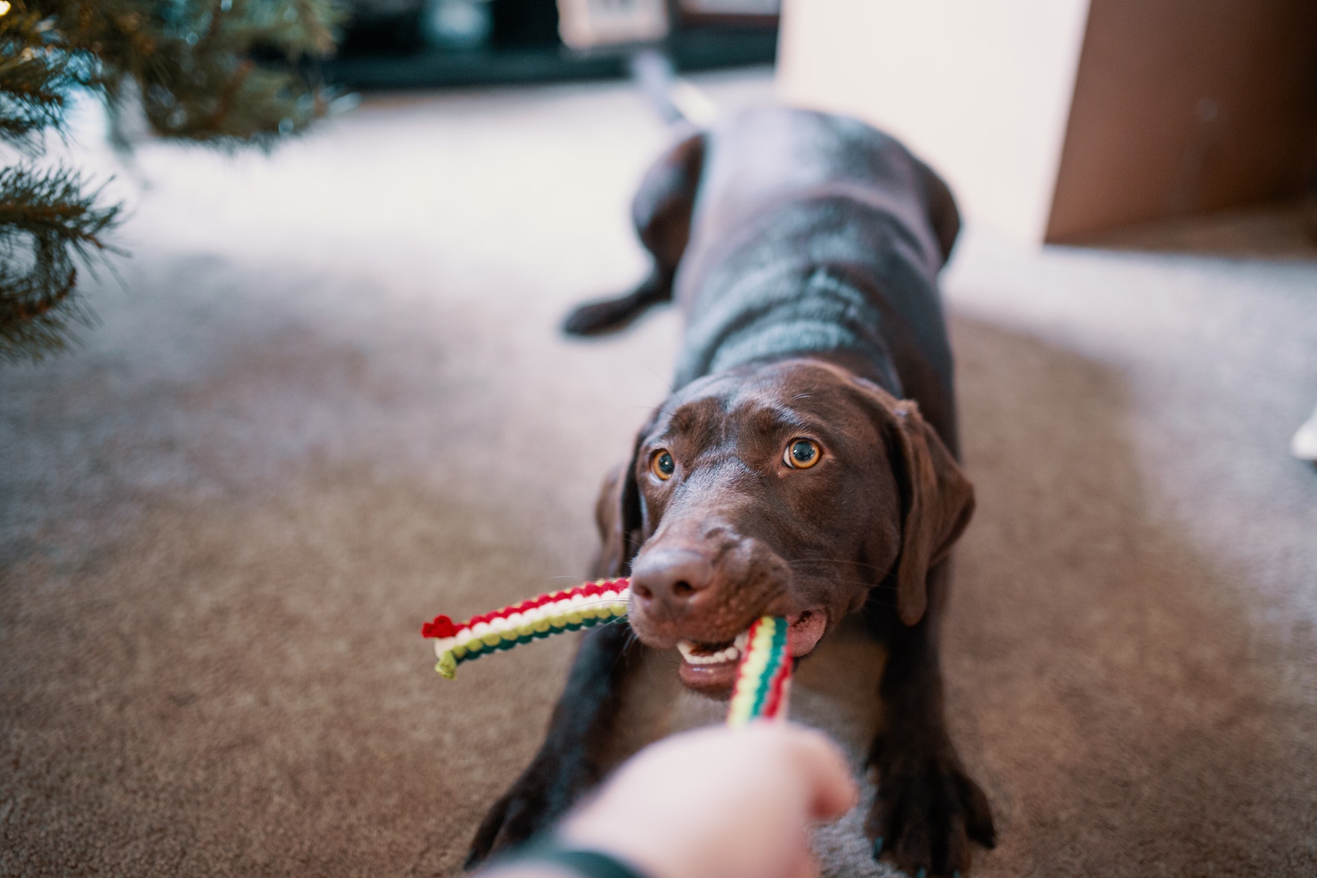 Does Your Dog Like to Shred Toys? Here are the Right Kind of Toys You Should Get