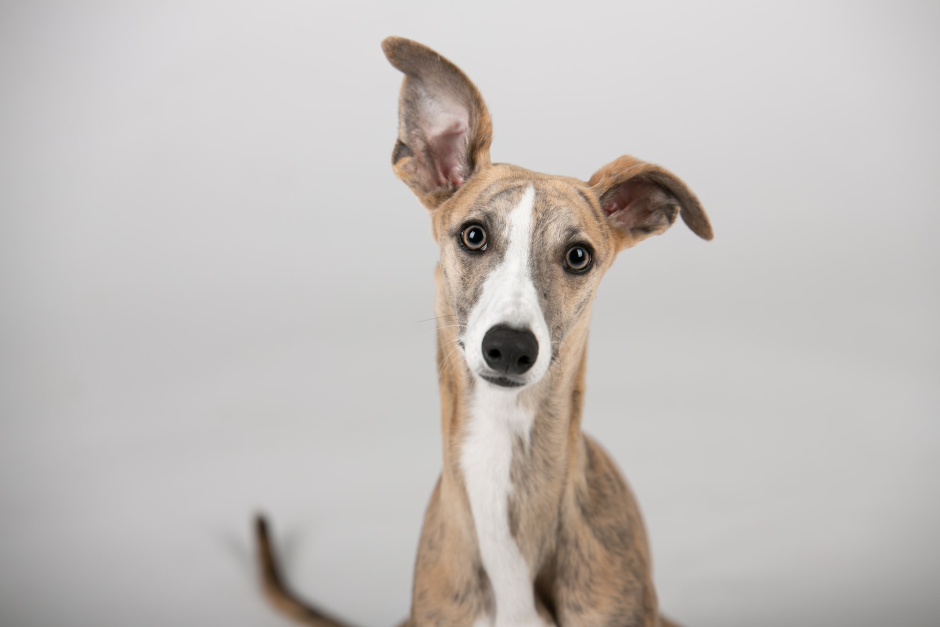 toy greyhound puppies