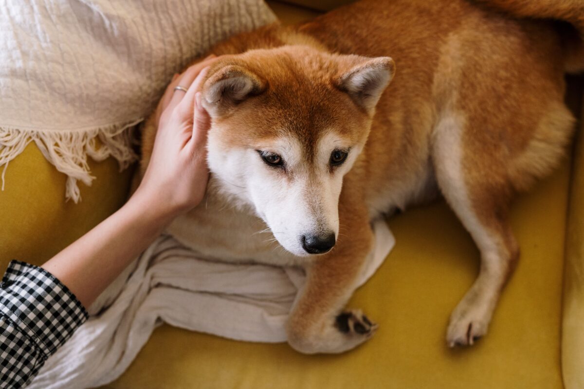 A hand petting a dog's head