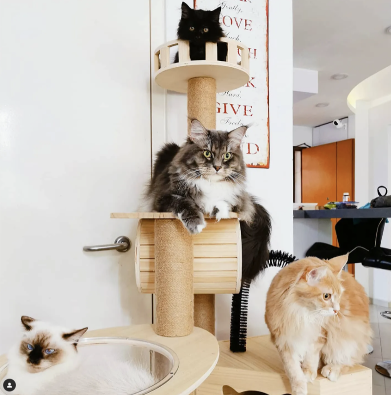 Aon’s HappyTails: @Sa’edah