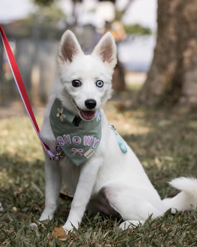 Aon’s HappyTails: @Snowyythepomsky