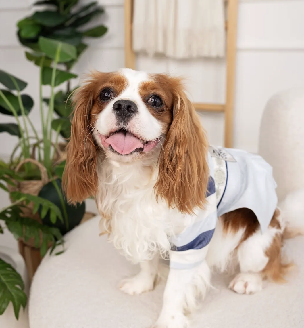 Aon’s HappyTails: @bailey.thedestroyer